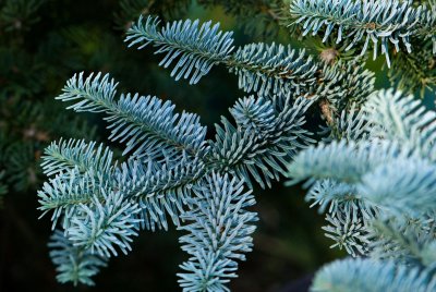 Abies procera, nobilis 'Argentea' - jedle vznešená, stříbrná - jehlice